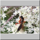 Apechthis compunctor - Schlupfwespe w02d 14mm - OS-Hellern Wiese det06.jpg